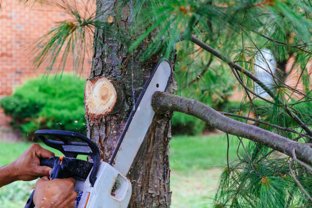 Best Palm Tree Trimming  in Lake Mary, FL